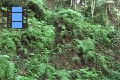 Scene 11_Cloud Forest Corner facing Cliffs with Thick vegetation